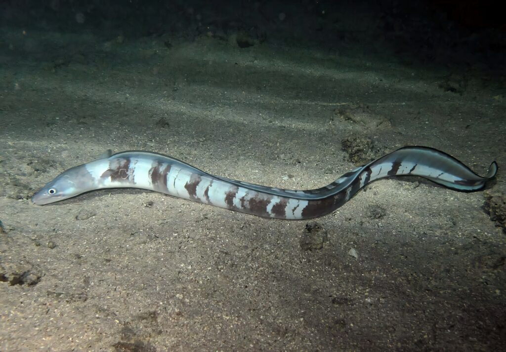 Sleek conger eel with striped gray brown body gliding over textured sandy seabed underwater Wallpaper