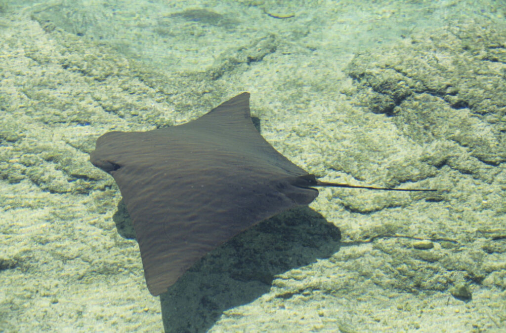 Graceful Cownose Ray gliding over sandy ocean floor with sunlight patterns in clear water Wallpaper
