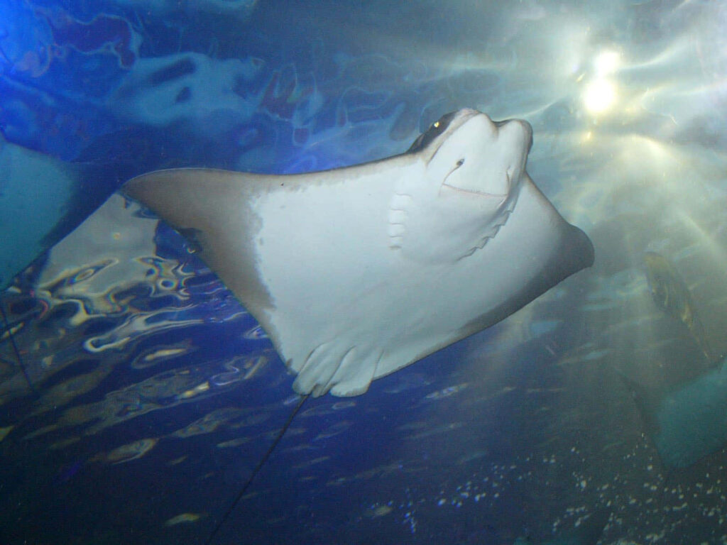 Graceful cownose ray gliding underwater with soft light beams in tranquil blue ocean depths Wallpaper
