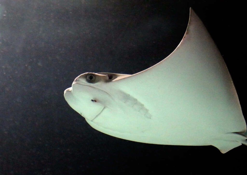 Graceful cownose ray gliding in deep waters with illuminated wings and smooth pale body wallpaper