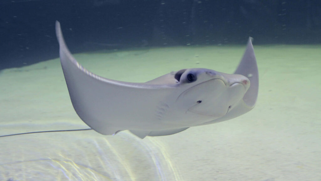 Cownose ray gliding underwater with wing-like fins over sandy seabed in tranquil marine scene Wallpaper