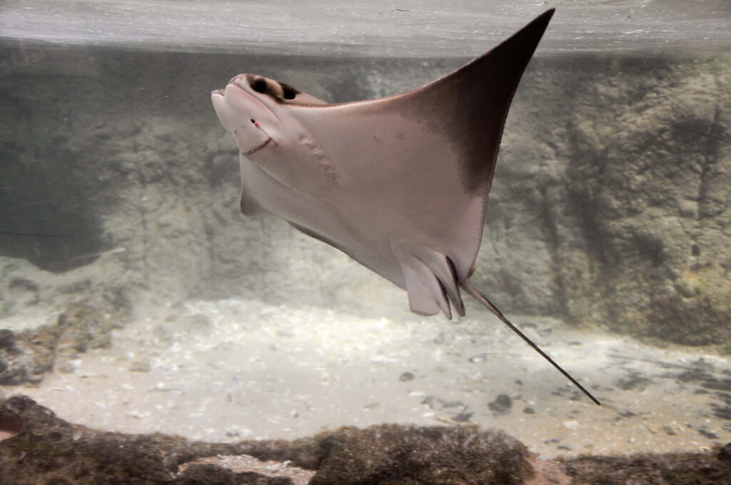 Graceful cownose ray glides over sandy rocky seabed in clear water with soft natural light Wallpaper