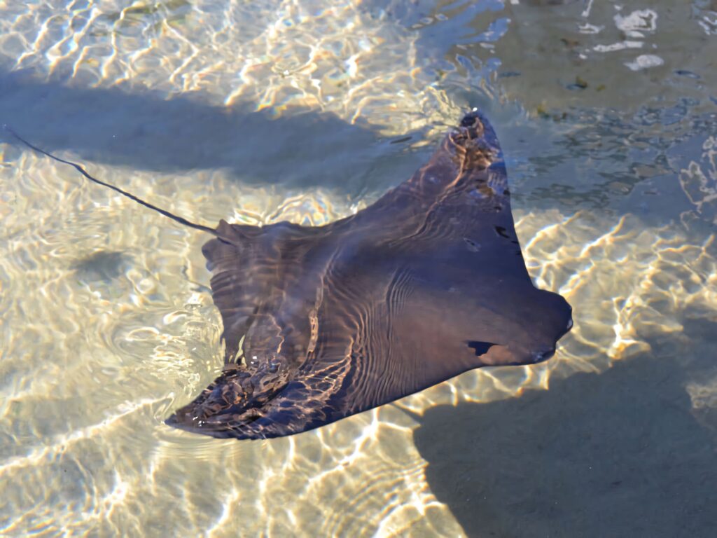 Graceful cownose ray gliding in clear shallow water with rippled shadows on sandy bottom Wallpaper