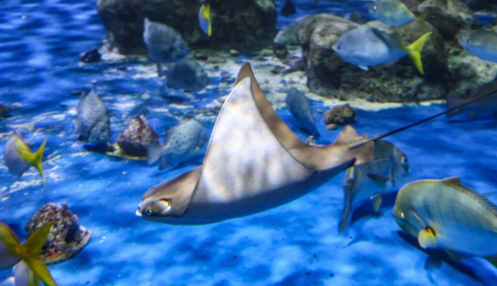Cownose ray gliding through vibrant coral reef with colorful tropical fish in blue water background Wallpaper