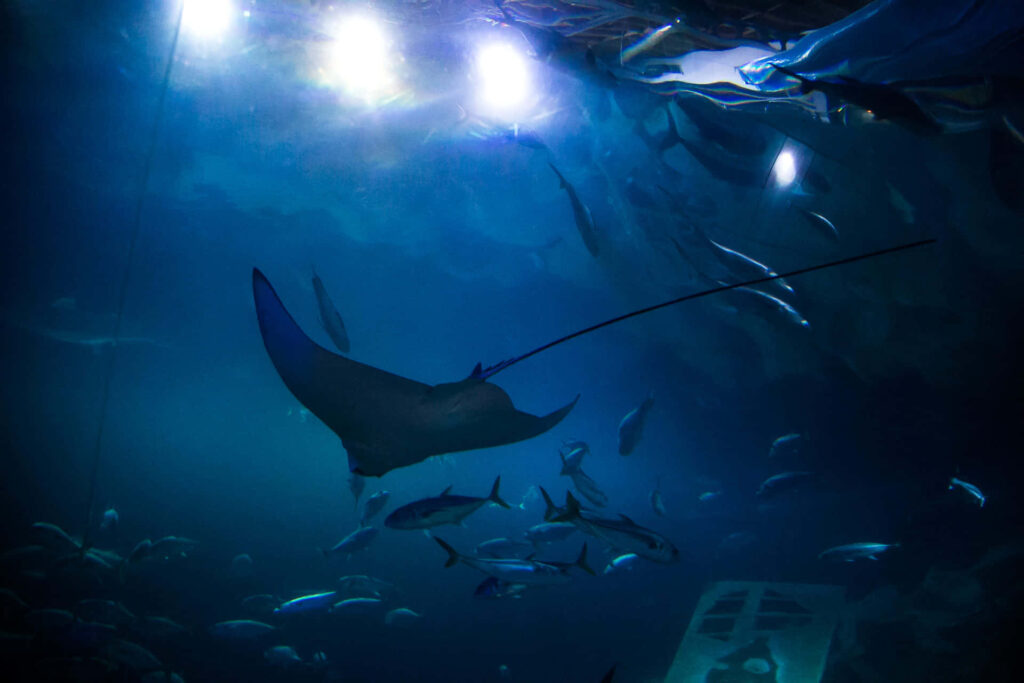 Graceful cownose ray gliding in blue ocean with sunlight beams and surrounding fish schools Wallpaper