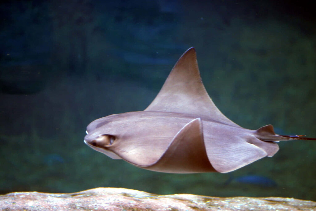 Cownose ray gliding underwater with smooth brown body against blue green ocean background Wallpaper