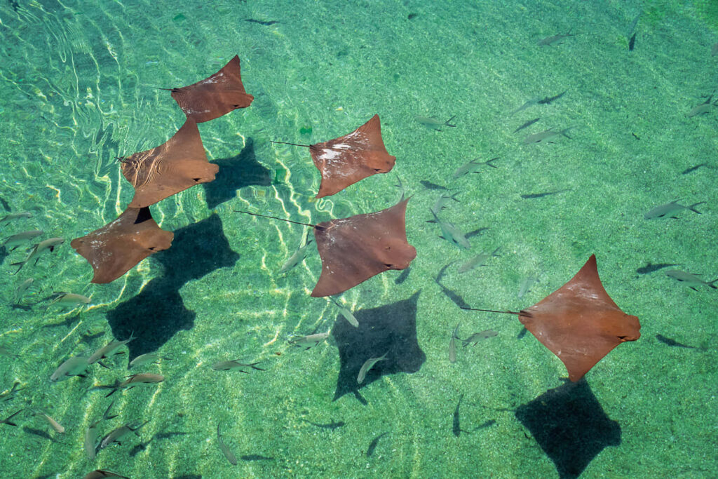Underwater wallpaper with graceful cownose rays gliding over sunlit seabed in clear water