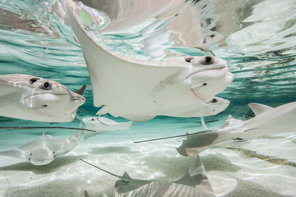 Underwater wallpaper with graceful cownose rays gliding through clear turquoise waters serene scene