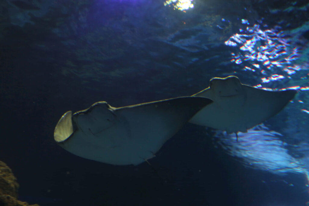 Two cownose rays gracefully swimming in deep blue water with shimmering light above Wallpaper