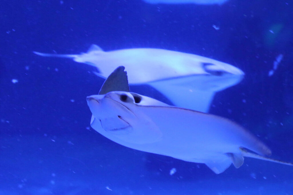 Two elegant cownose rays glide gracefully through vibrant blue underwater scene wallpaper background