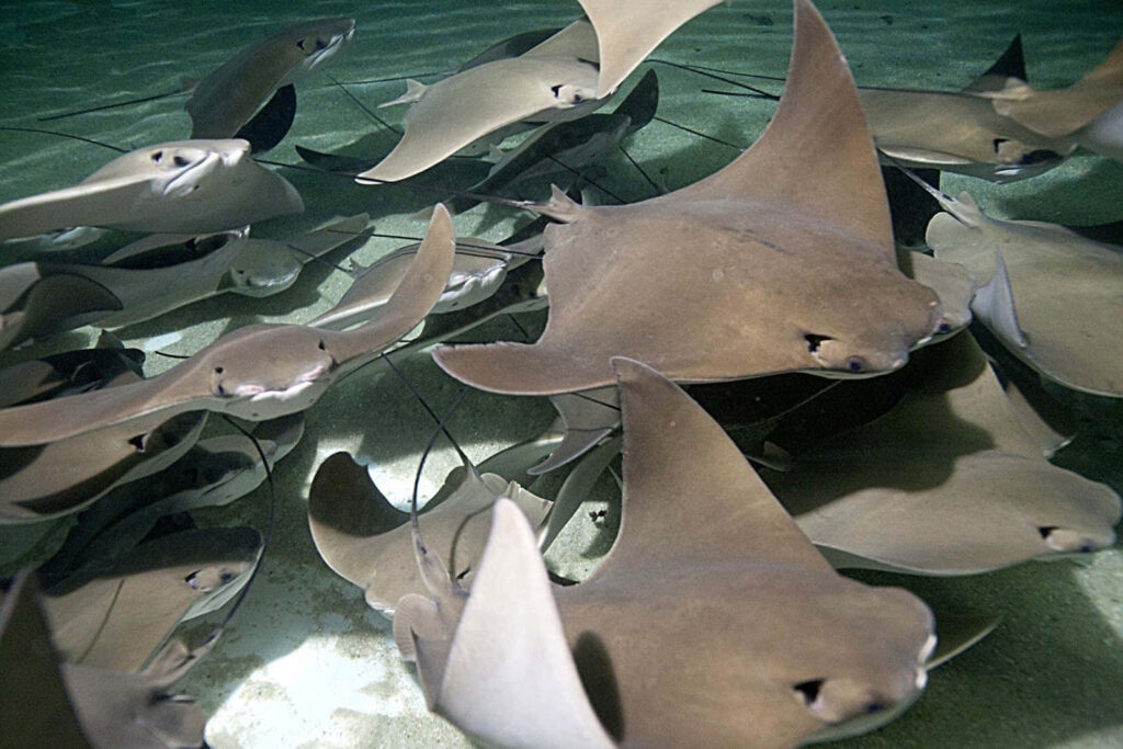 School of cownose rays gliding over sandy ocean floor with soft natural light underwater wallpaper
