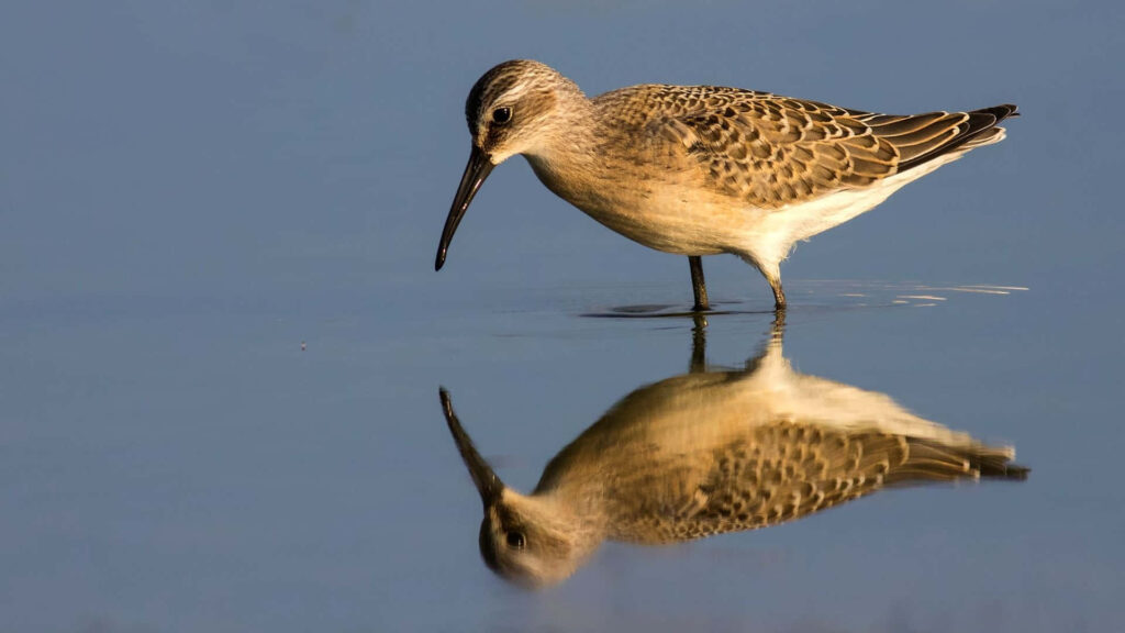Curlew wading in calm water with detailed reflection earthy browns and serene blue background Wallpaper