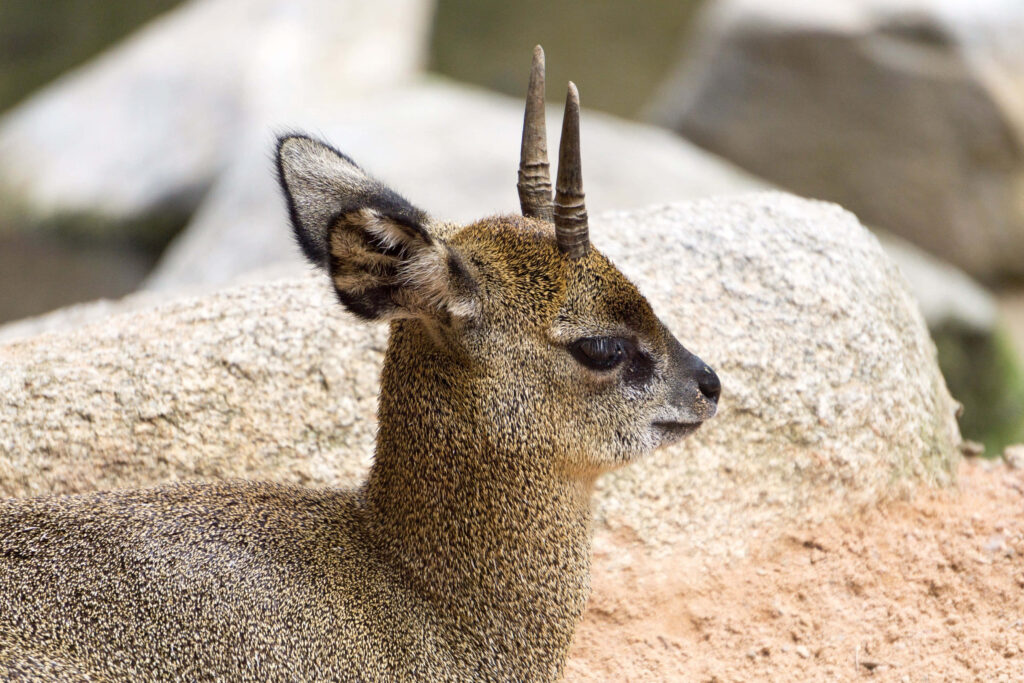Dik-dik antelope resting on pale rocks with brown gold fur soft natural lighting wallpaper background