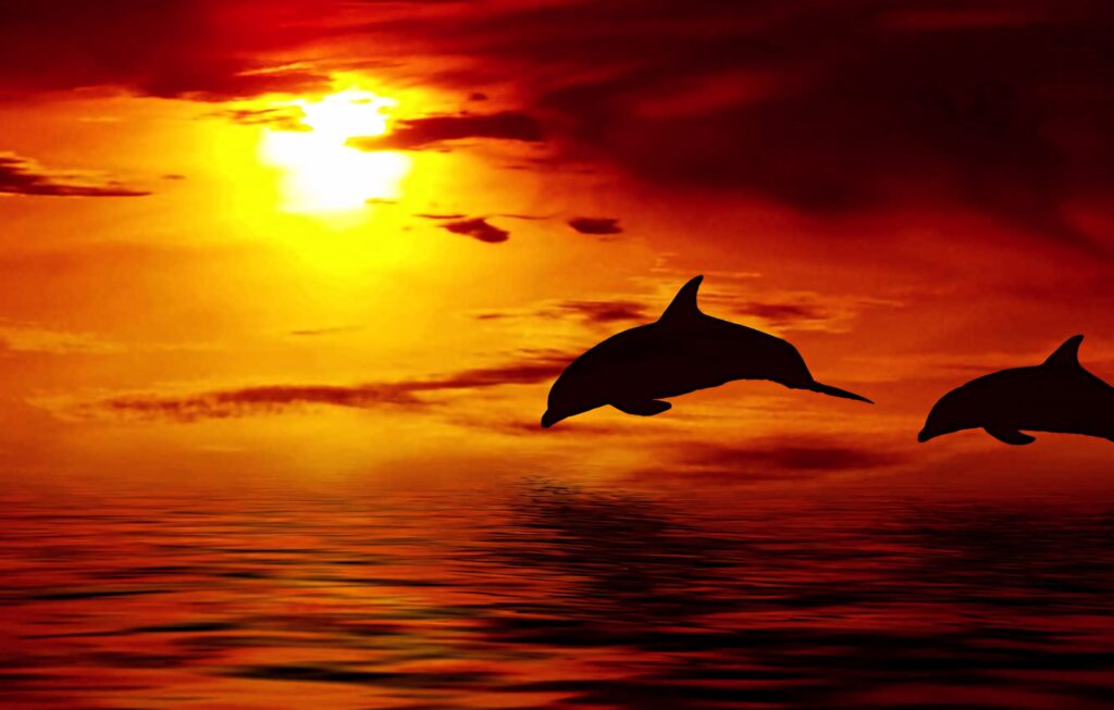 Two dolphins jump over calm ocean waters at sunset with vibrant red orange sky and reflections Wallpaper