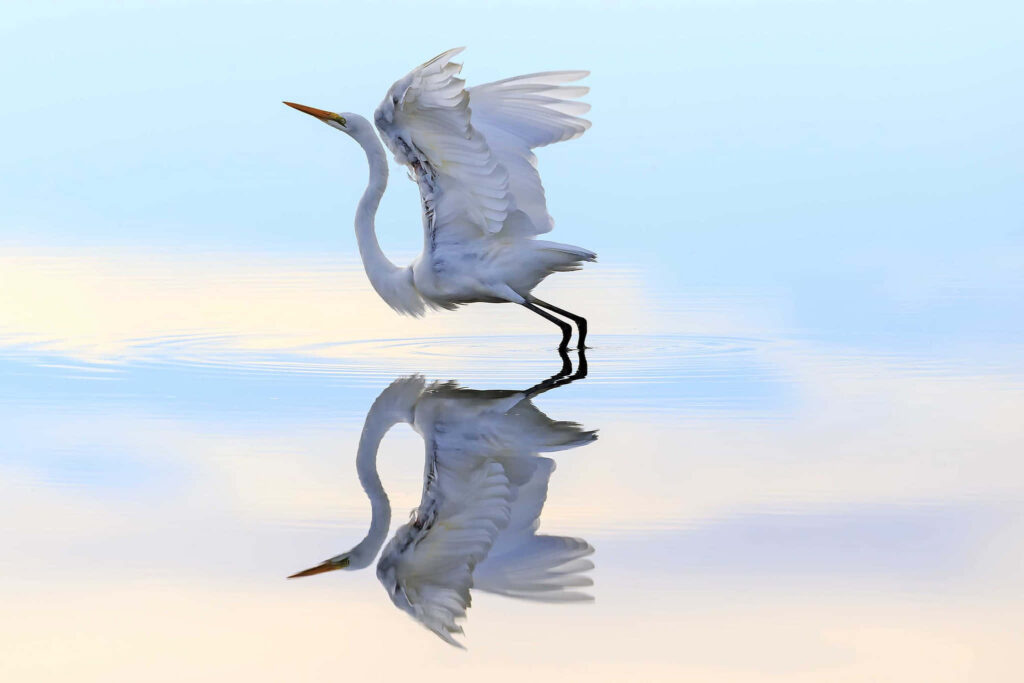Graceful egret spreading wings reflected in calm water under soft pastel blue sky background Wallpaper