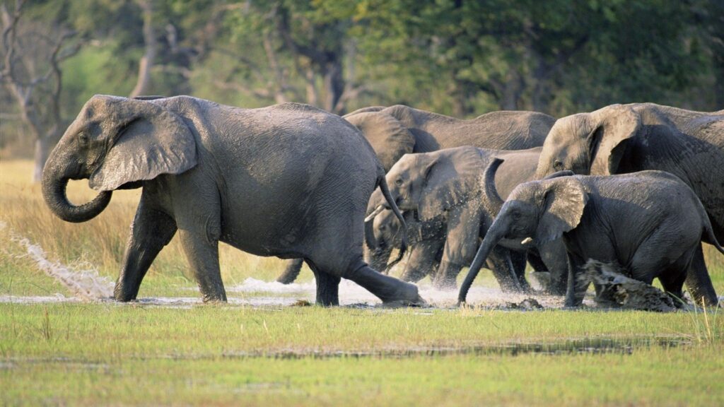 Graceful Elephants Herd Journeying Through Wild Grasslands Wallpaper