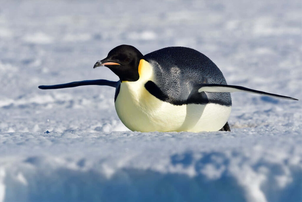 Elegant Emperor Penguin Sliding on Snowy Background Wallpaper