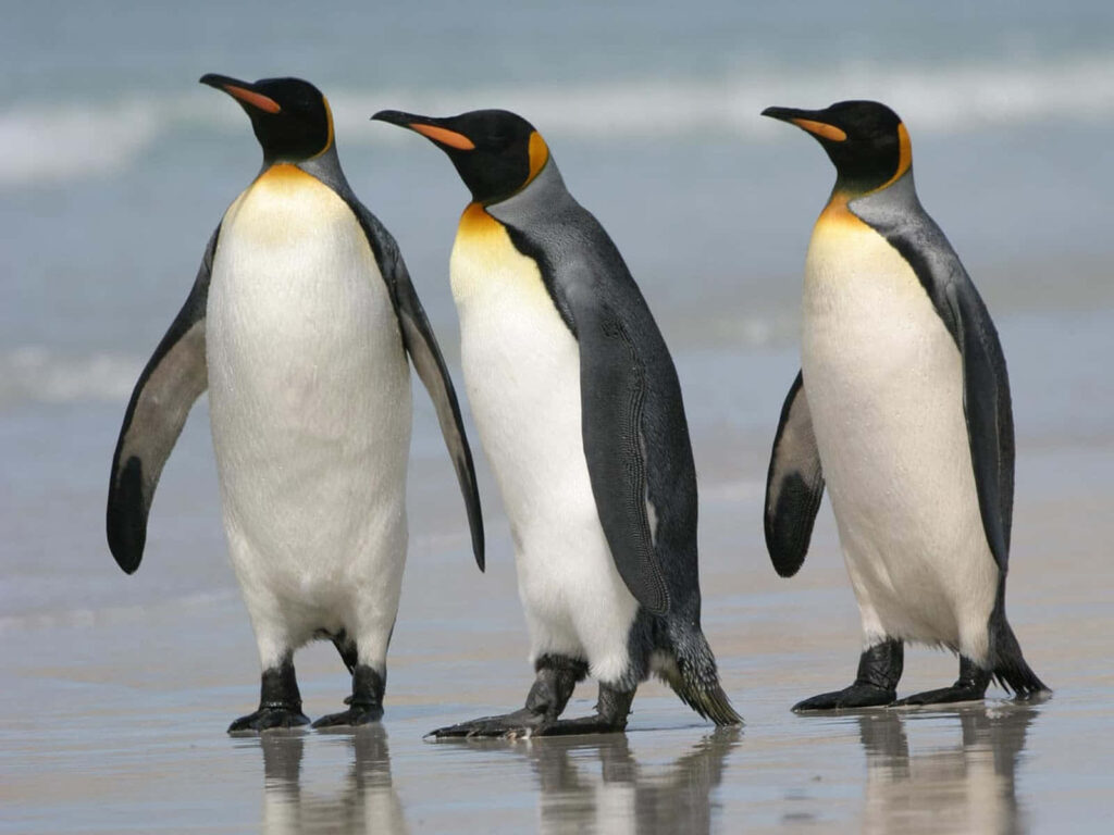 Elegant Emperor Penguins on Serene Shoreline Wallpaper