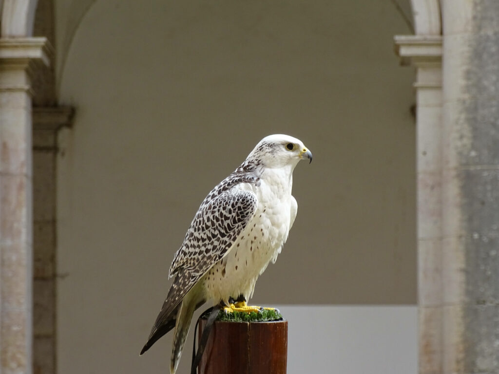 Falcon perched on wooden post with detailed feathers and stone arches background wallpaper