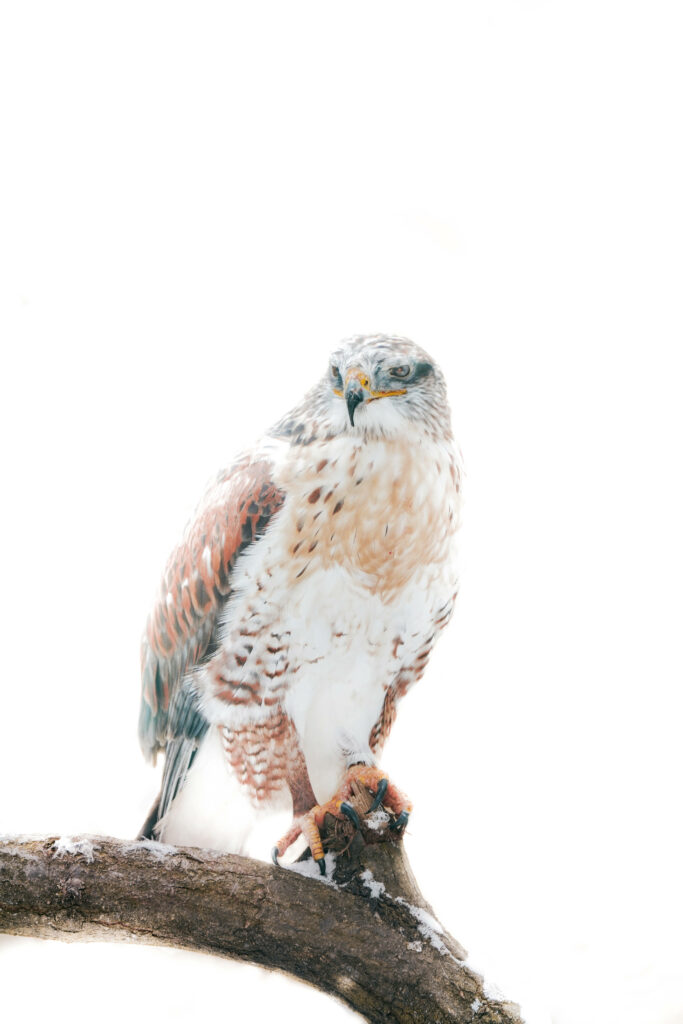 Striking falcon perched on bare branch with sharp gaze detailed feathers high-contrast wallpaper