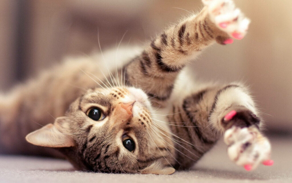 Elegant Feline Grace: Capturing the Sublime Stretch of Pink-Clawed Beauties Wallpaper