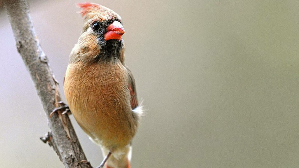 Graceful Female Cardinal Perched on Branch - Nature Wallpaper