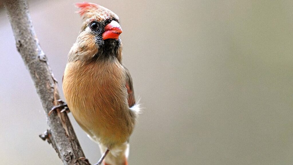 Female Northern Cardinal perched on slender branch with soft tan and red plumage in nature Wallpaper