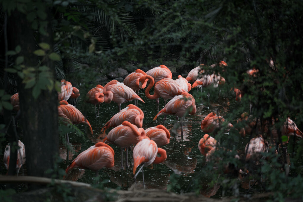 Enchanting Encounter: A Captivating Capture of Pink Flamingoes Amidst Lush Greenery Wallpaper
