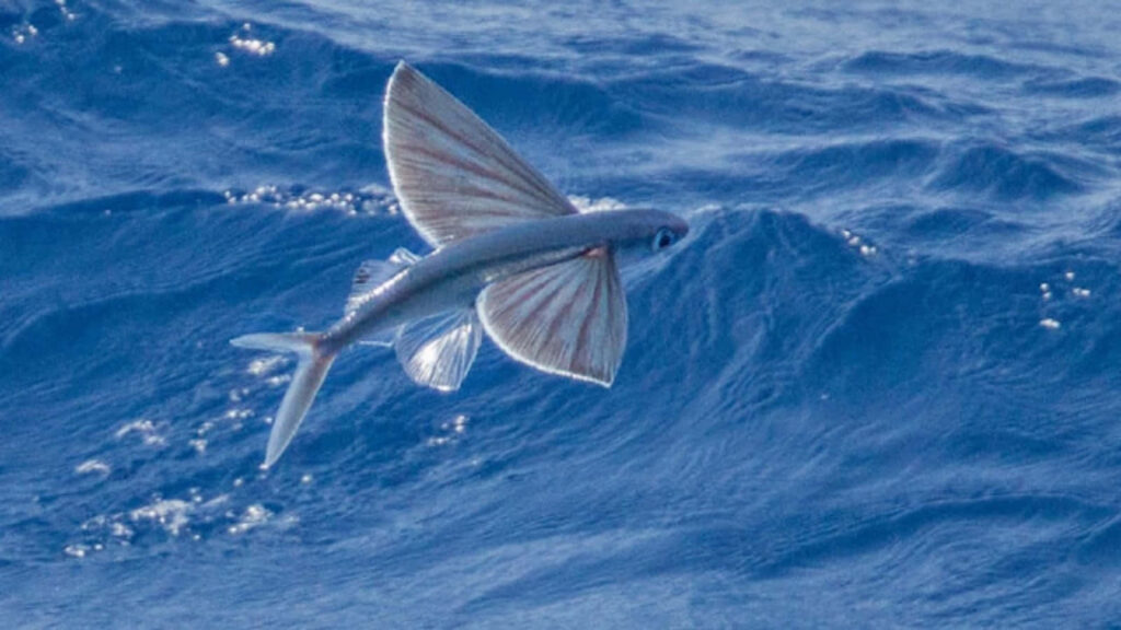 Graceful Flying Fish Over Vibrant Blue Sea - Nature's Marine Beauty Wallpaper