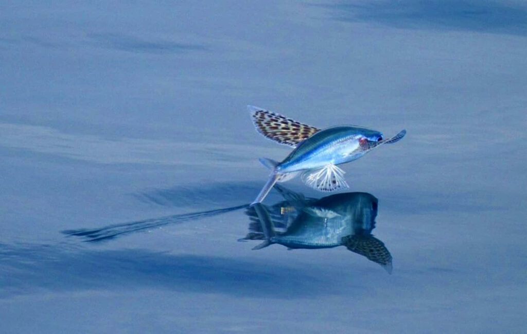 Graceful Flying Fish Wallpaper Over Calm Blue Water Background
