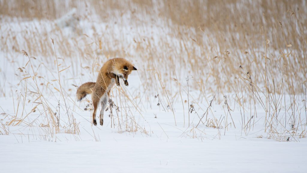 Graceful Fox Leaps in Snowy Landscape: A Winter Hunting Display Wallpaper