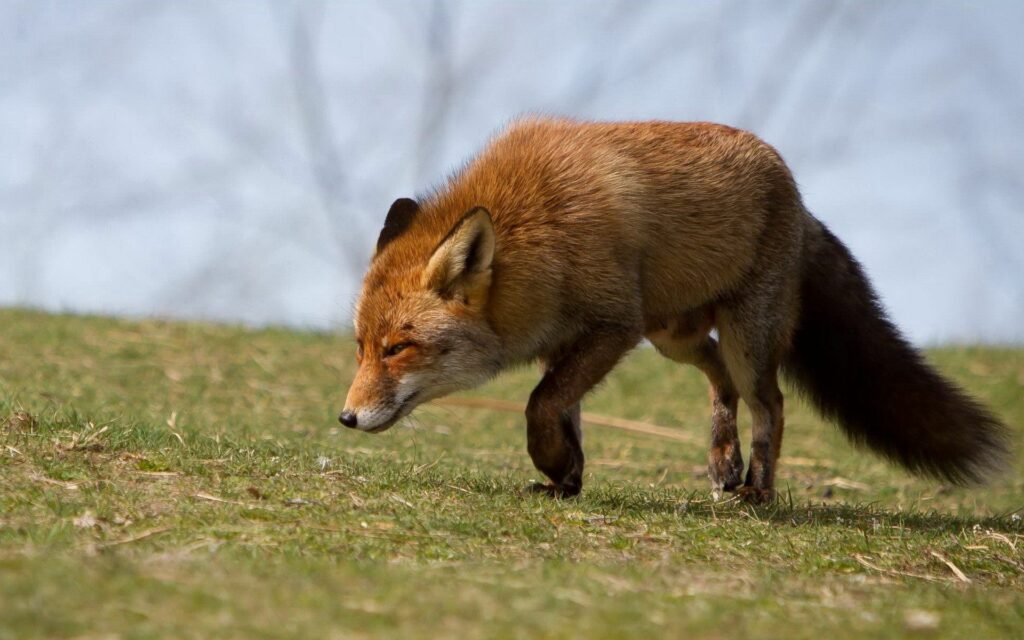 Graceful Fox on Lively Grassy Landscape Wallpaper Background