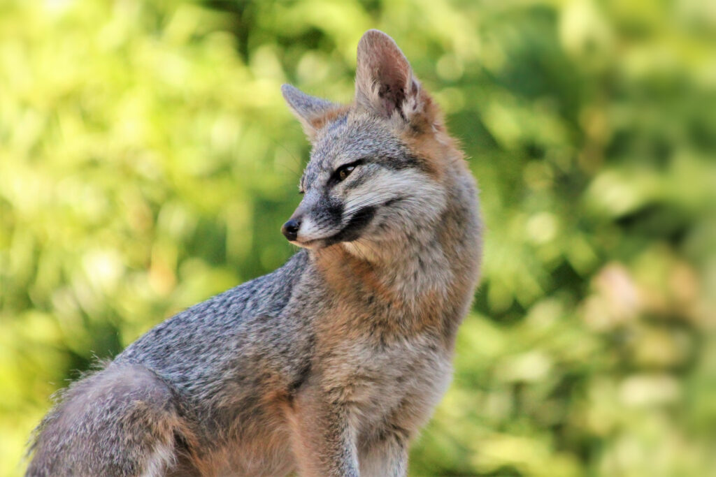 Stunning Fox Wallpaper: Graceful Predator in Lush Green Background