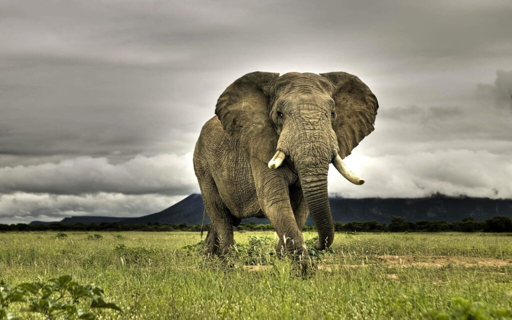 Roaming Giants: Majestic Elephant in Guinea-Bissau Wildlife Wallpaper