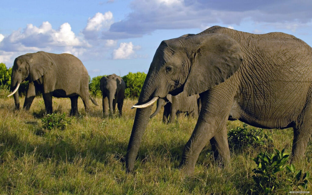 Serenity in the Savannah: African Elephant Herd Grazing On A Grassy Meadow Wallpaper.