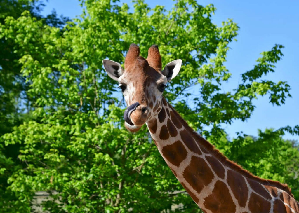 Graceful Giraffe Surrounded by Lush Green Foliage at Local Zoo Wallpaper