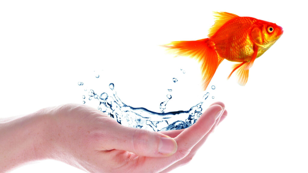 Hand holding water splash with goldfish jumping above on clean white background wallpaper