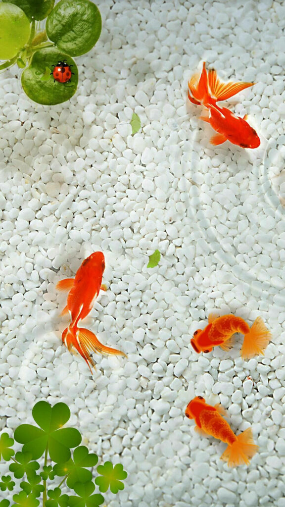 Graceful goldfishes swim over white pebbles with lush greenery and a ladybug in aquarium Wallpaper