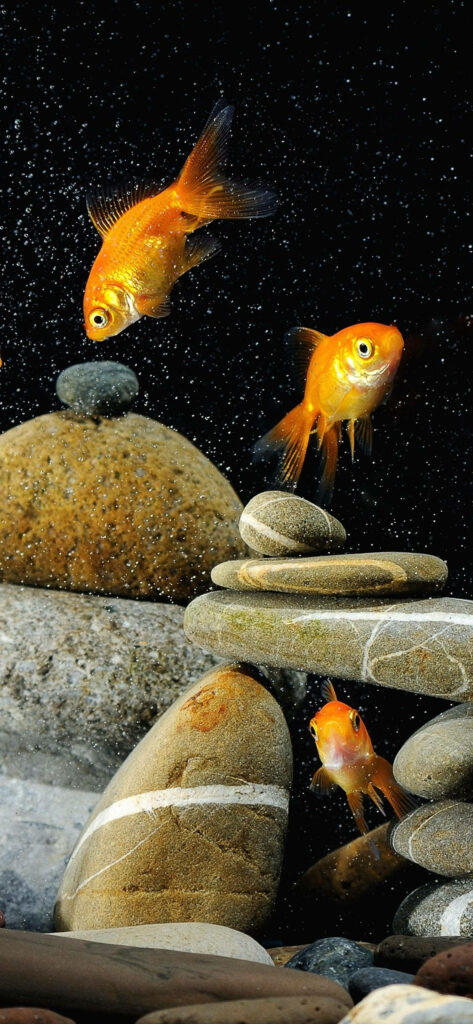 Vibrant goldfishes swimming near smooth stacked rocks in dark serene underwater scene wallpaper