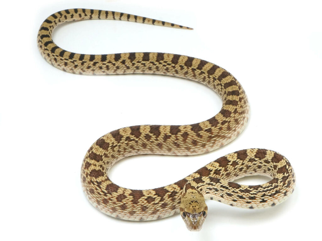 Graceful Gopher Snake Wallpaper: Intricate Patterns & Natural Beauty