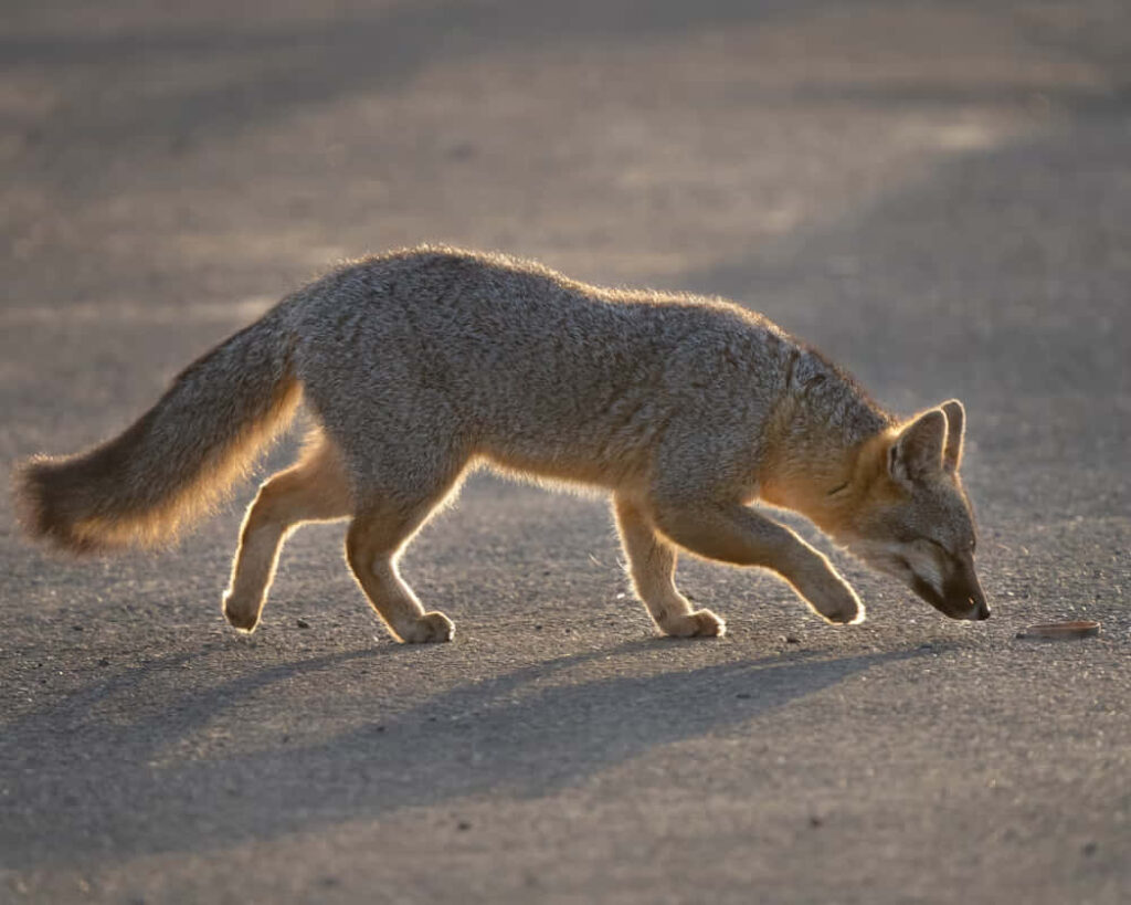 Graceful Gray Fox Sniffing the Ground in Soft Light Wallpaper