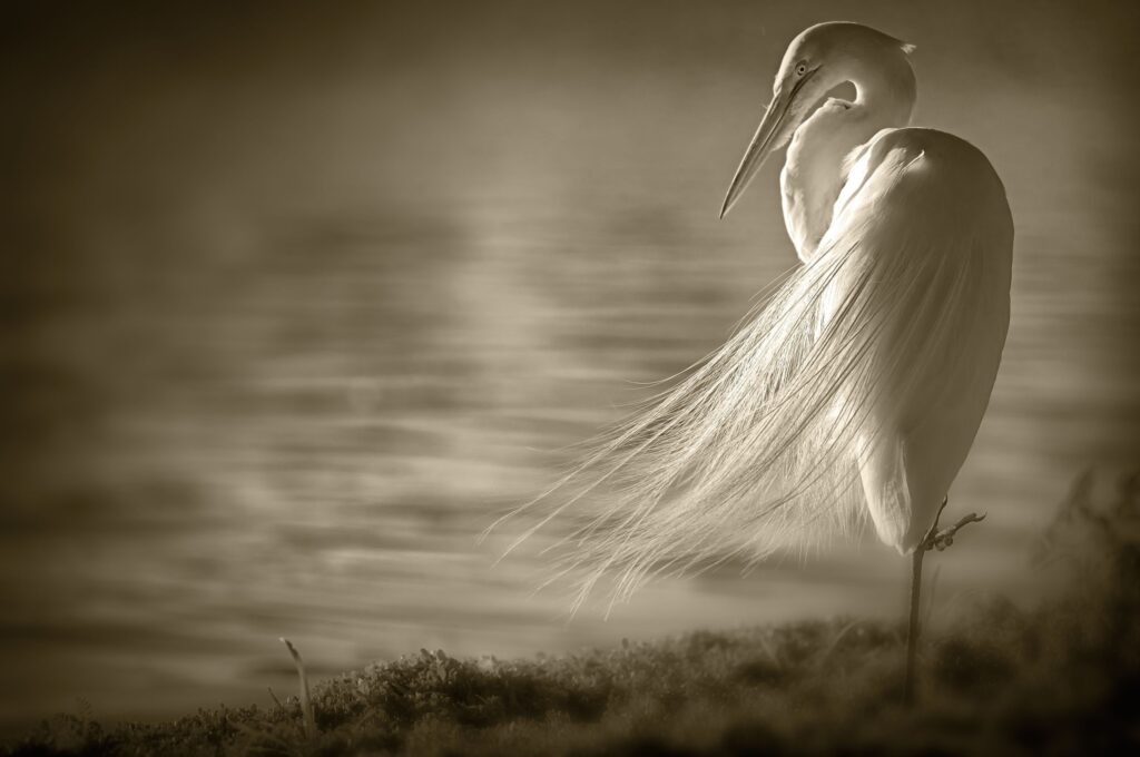 Graceful Heron Wallpaper: Tranquil Shore Scene with Ruffled Feathers