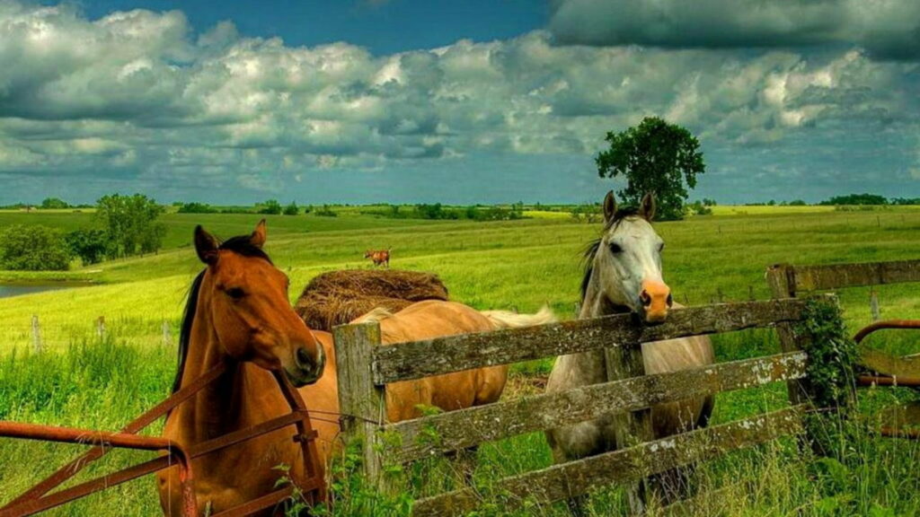 Equine Majesty: Captivating HD Wallpaper of Majestic Horses Grazing in a Picturesque Meadow, Enclosed by a Charming Fence