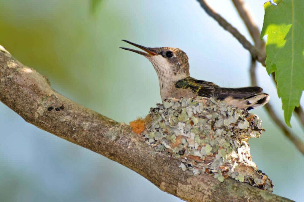 Graceful Hummingbird Building Nest in Serene Natural Setting Wallpaper