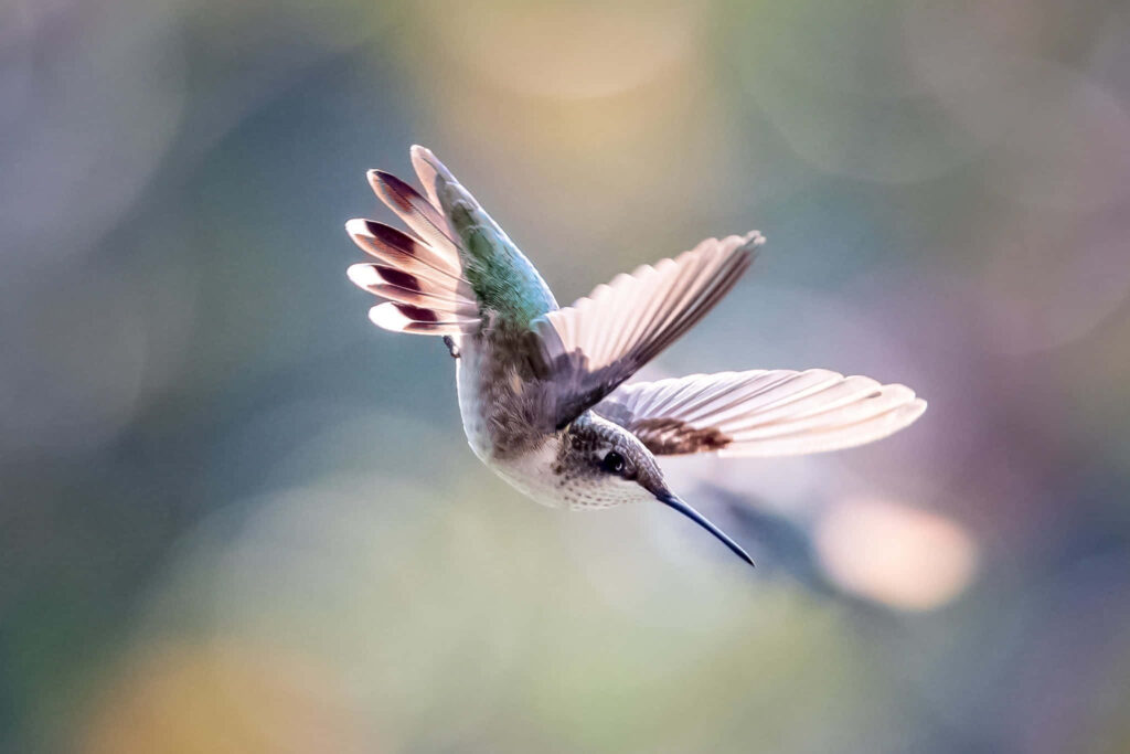 Elegant Hummingbird in Flight - Vibrant Wings & Soft Background Wallpaper