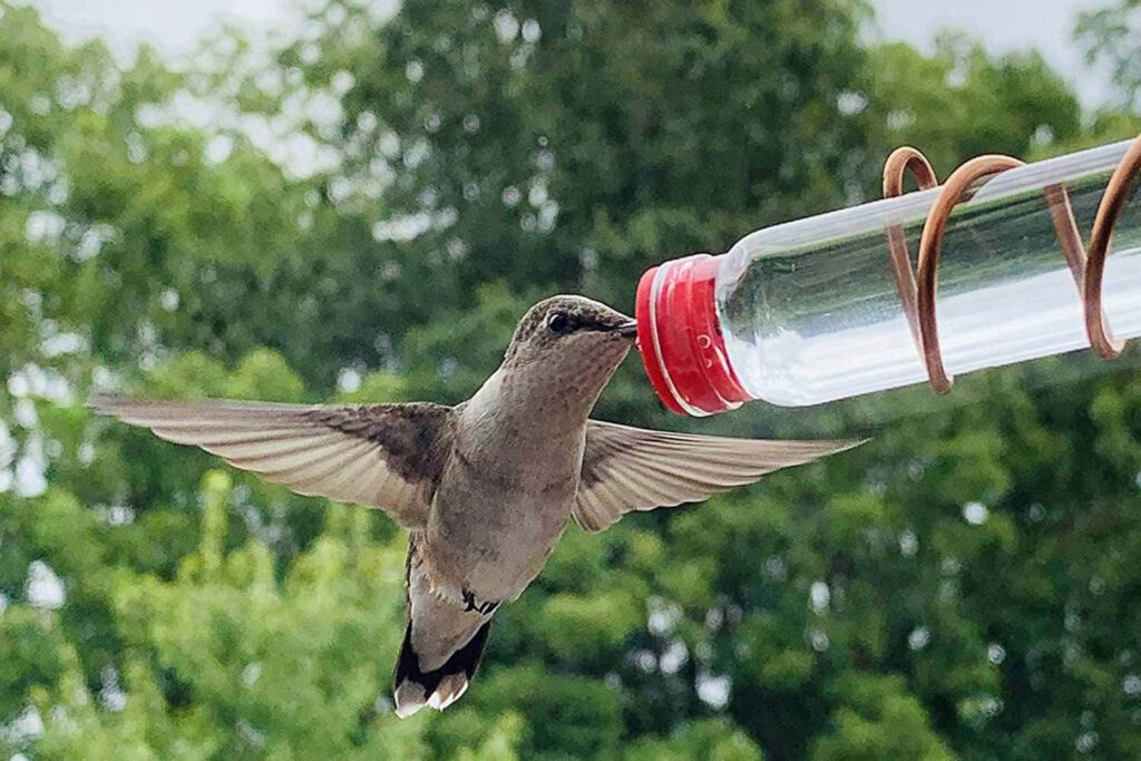 Elegant Hummingbird in Flight at Red Feeder – Lush Green Background Wallpaper