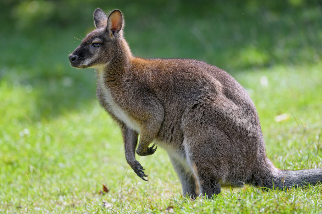 Kangaroo Profile on Lush Grass | Serene Nature Wallpaper