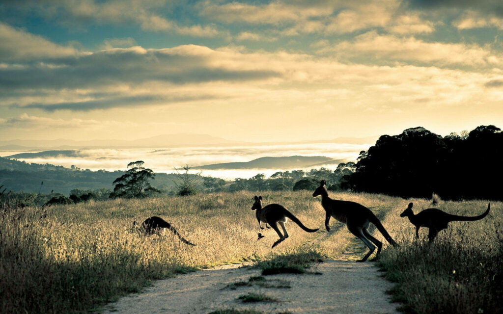 Group of kangaroos crossing sunlit path in Australian Outback with golden grass and hills Wallpaper