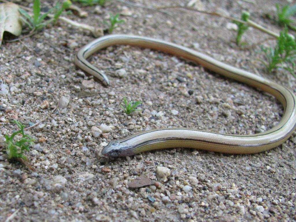 Legless Glass Lizard on Textured Earth - Natural Background Wallpaper