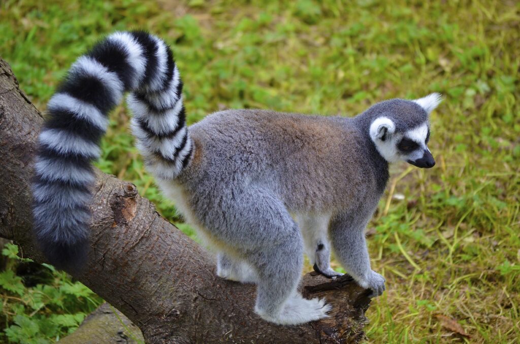Lemur on Tree Branch with Striped Tail - Lush Green Background Wallpaper